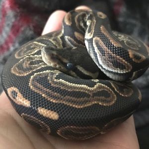 Meet your Posher, Nicole